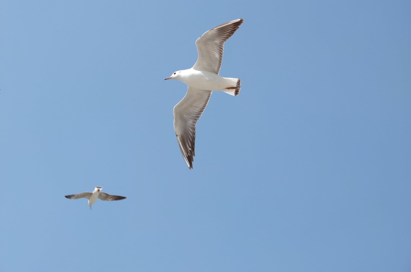 day, vertebrate, spread wings, flying, animals in the wild, 2K, nature, animal wing, low angle view, blue, sky, outdoors, copy space, group of animals