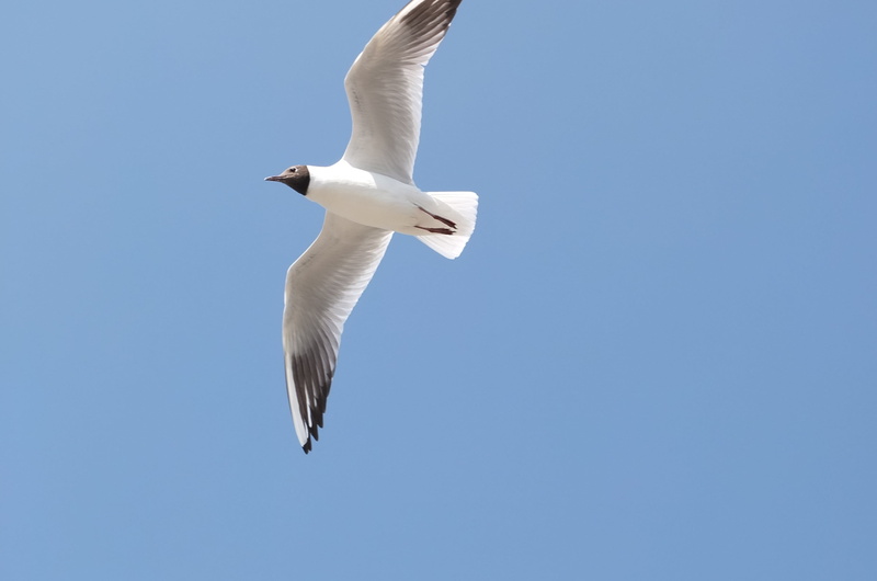 bird, spread wings, vertebrate, sky, white color, low angle view, animals in the wild, seagull, 2K, copy space, flying, clear sky, animal, animal themes