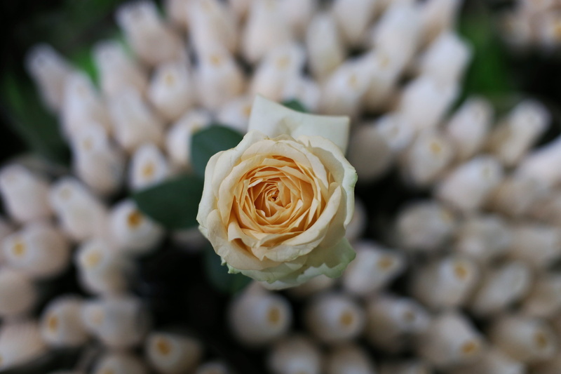 rose, day, inflorescence, calligraphy, outdoors, market, flower, vulnerability, fruit, nature, blossom, white color, sprout, petal, dounan flower market