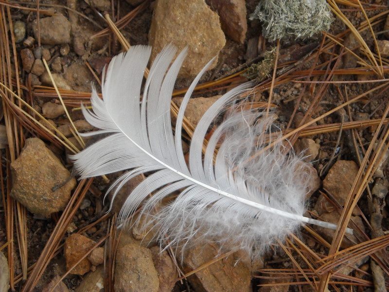 Wildlife, tree, lightweight, forest, waterbird, white color, 2K, day, quill, twig, rock, fragility, no people, Bird, fowl, Nature, softness, indoors, wildfowl