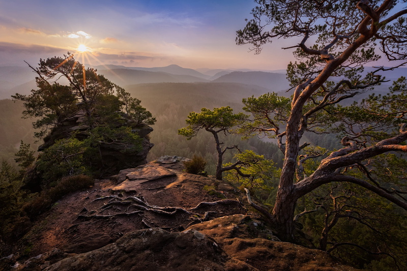height, needles, mountains, trunks, pine, dal, trees, the sun, dawn, fog, the sky, roots, morning, stones, rays, branches, light, hills, summer, 1080P