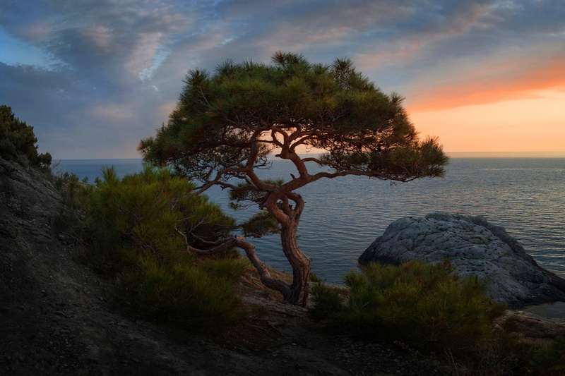 the sky, 2K, slope, shore, clouds, the evening, stones, landscape, branches, trees, horizon, tree, needles, rocks, green, pine, curved trunk, sea