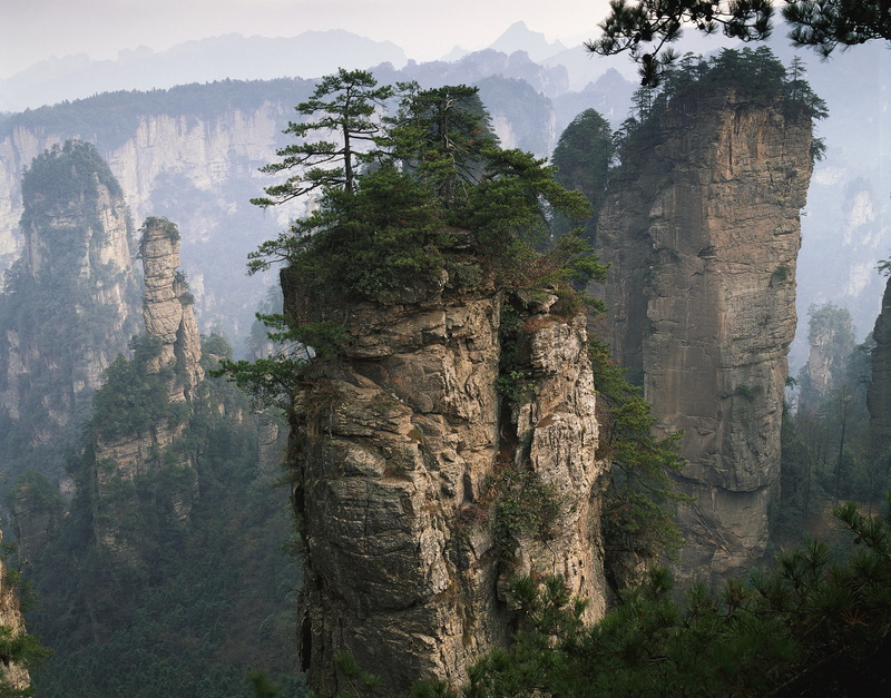 branches, relief, plants, pine, trees, mountains, breed, stones, rocks, nature, 1080P, shoots, the slopes, forest, grass, needles