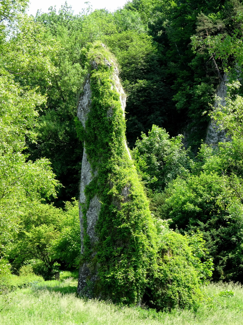 day, plant, environment, nature, landscape, forest, 2K, outdoors, green color, tree, beauty in nature, the national park, scenics - nature, grass, green