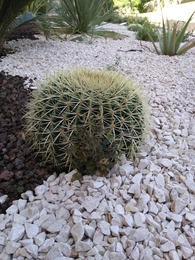 day, stone - object, rock - object, gravel, nature, field, barrel cactus, no people, beauty in nature, 4K, green color, green, sharp, france, spiked, growth