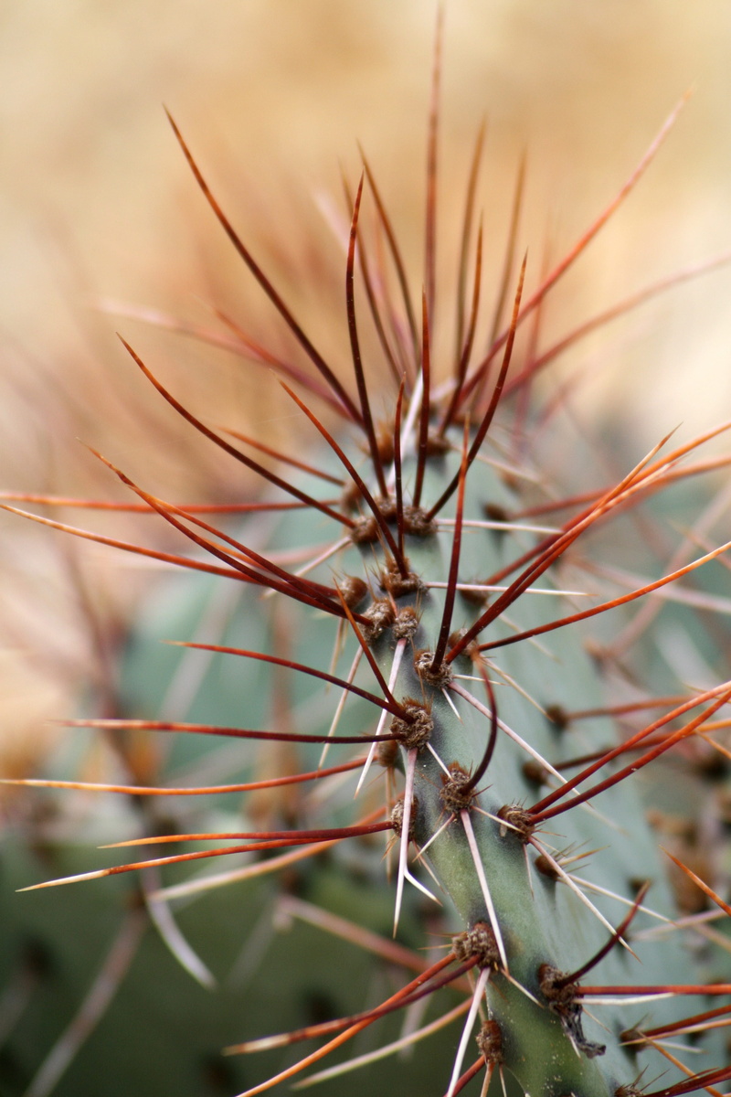 wilted plant, dried, beauty in nature, dry, Cactus, sharp, coniferous tree, close-up, focus on foreground, no people, rock garden, needle - Plant Part
