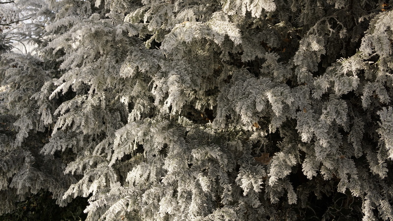 forest, crystal, evergreen, growth, rock, branch, backgrounds, rock - object, tranquility, twig, textured, no people, outdoors, cold, resting, close-up