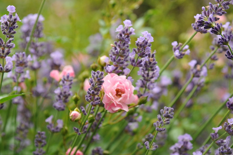springtime, lavenders, pink flower, summer, midst, no people, pink, outdoors, rose - flower, flowering plant, day, green, close, vulnerability, focus on foreground