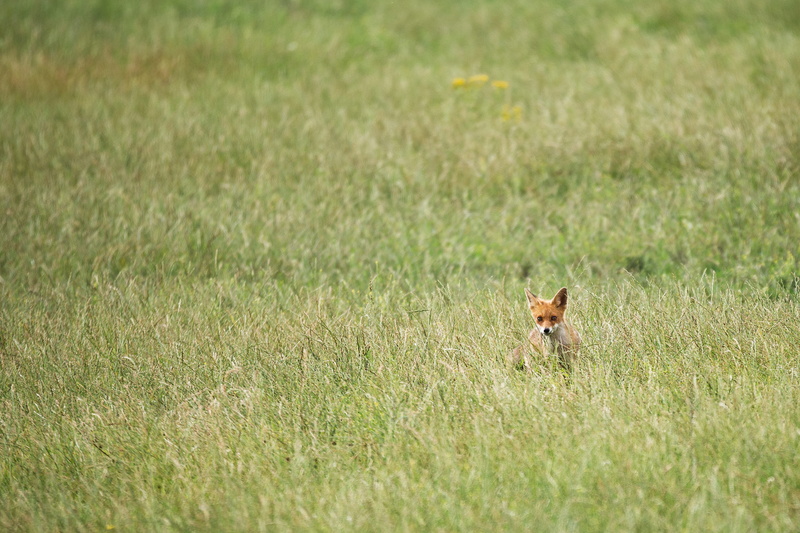 survival, animal wildlife, selective focus, land, red, mammal, stealth, 2K, field, wild, grass, animals in the wild, small, meadows, puppy, nature, plant