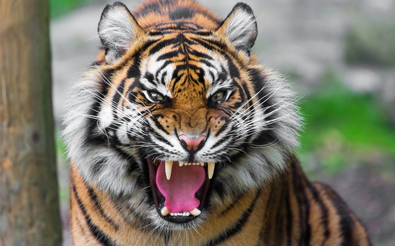 Ferocious, Tiger, 1080P