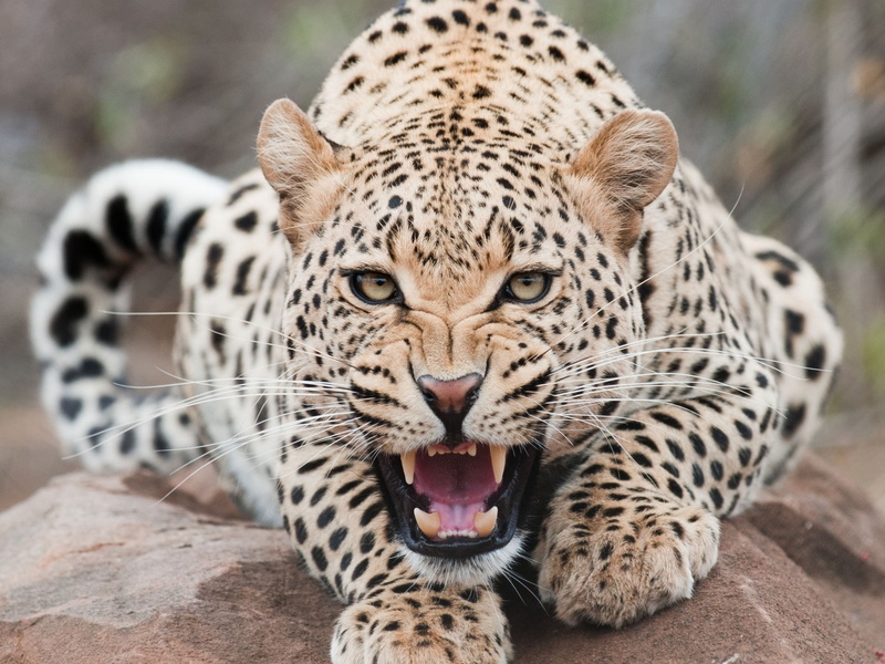 Leopard, Snow, Ferocious, 1080P