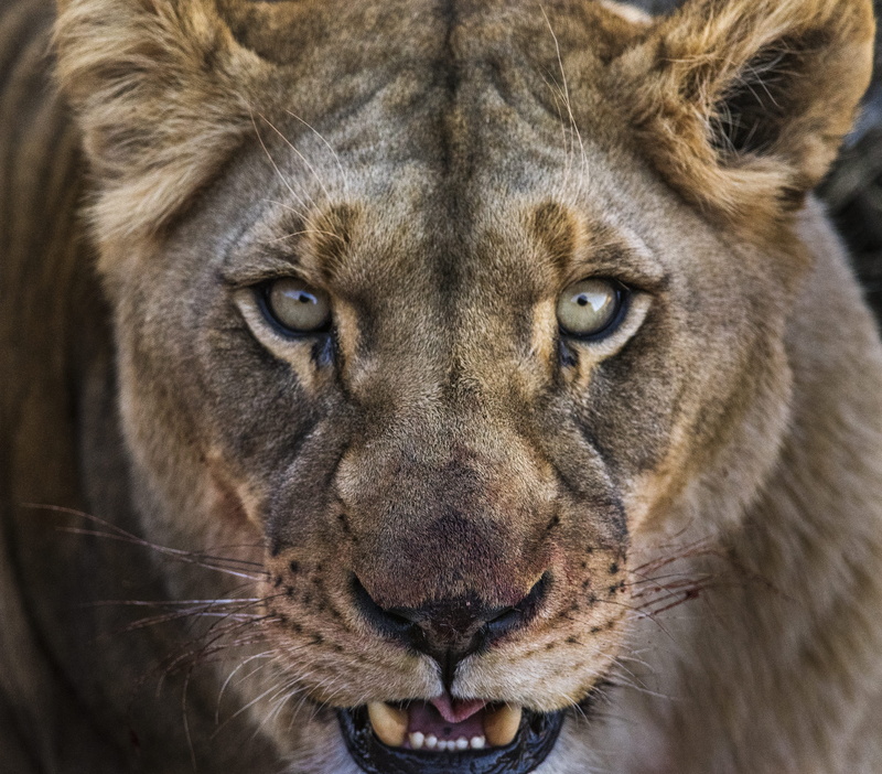 animal head, eyes, animal wildlife, animal mouth, carnivora, ferocious, lion, close-up, gray, whisker, looking at camera, animal themes, feline, animals in the wild