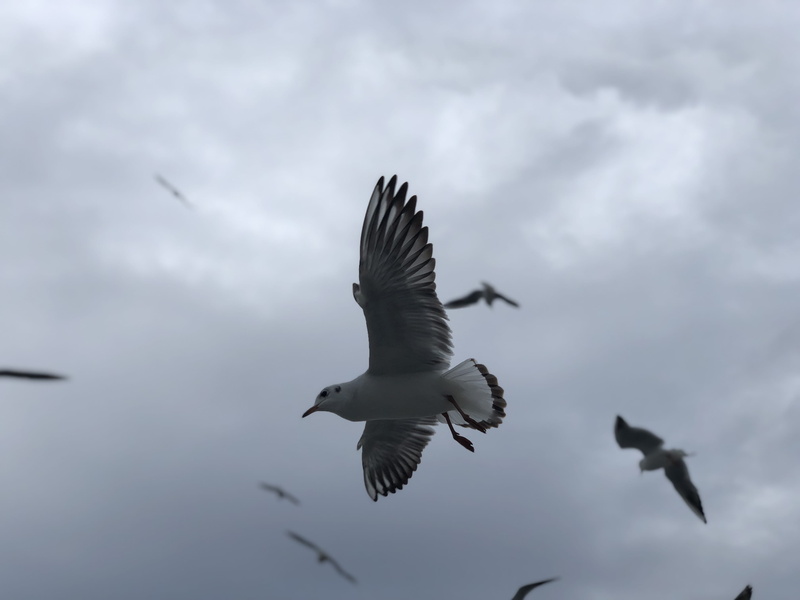 china, day, low angle view, motion, bird, mid-air, overcast, animal, flying, 4K, 15 hongta w rd, vertebrate, animal wildlife, sky, kunming shi, outdoors