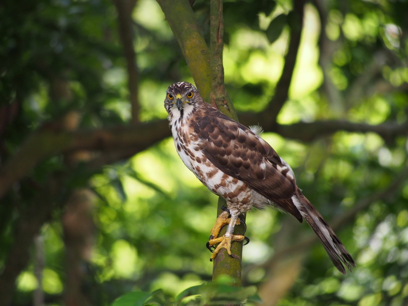 nature, 4K, tree, fung head goshawk, selective focus, Head, bird, Fung, animal, plant, vertebrate, full length, Ferocious, branch, Goshawk, one animal