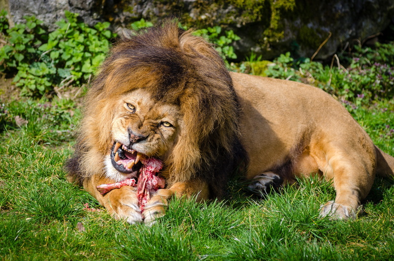 lion - feline, cat, animals in the wild, feeding, ferocious, 4K, animal mouth, aggression, one animal, lion, wildlife, predator, no people, eating, outdoors
