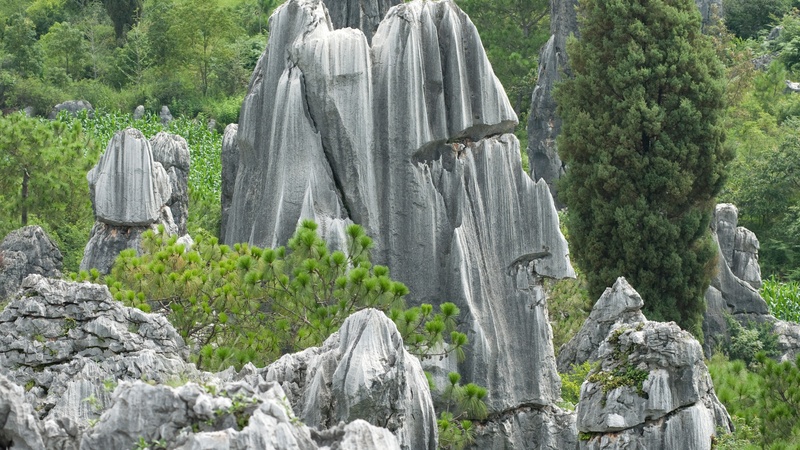 kunming, scenics - nature, plant, sculpture, forest, growth, solid, 4K, rock - object, china, day, beauty in nature, nature, land, rock formation, tranquility