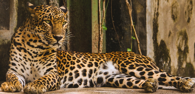 animals in the wild, feline, animal photography, wildlife photography, big cat, focus on foreground, animal markings, hunter, animal family, no people