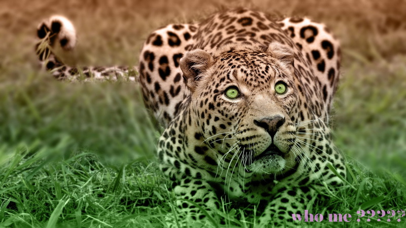 Leopard, 1080P, Cats, Nature, Ferocious, Abstract