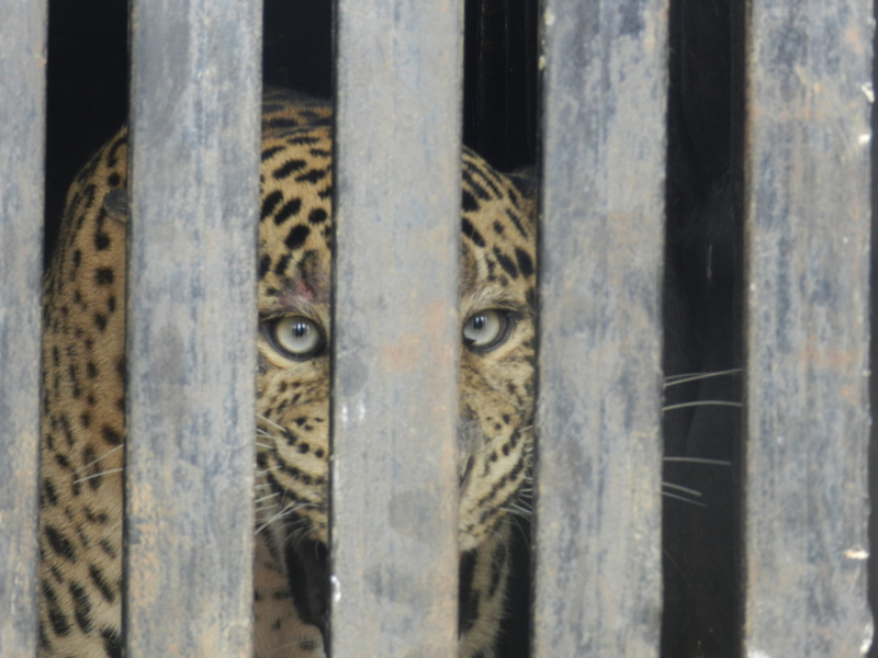 metal, portrait, vertebrate, close-up, animal wildlife, ferocious, feline, zoo, cage, outdoors, caged, endangered, no people, barrier, animals in the wild
