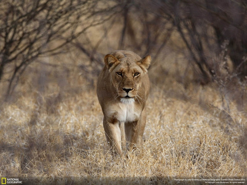 cat, lioness, vertebrate, one animal, grass, feline, animal wildlife, animals in the wild, brown, geographic, no people, lion, mammal, photo, animal, national