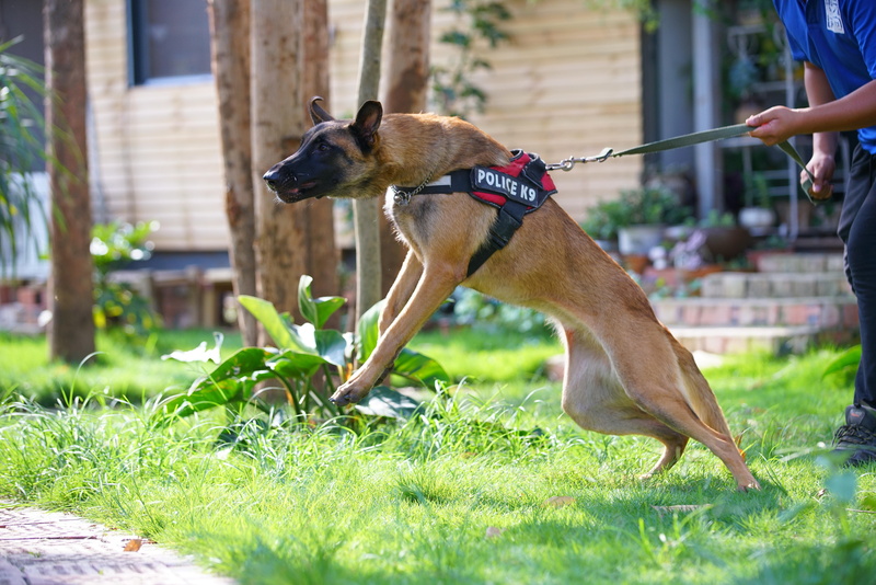 pet leash, vertebrate, day, flutter bite, pets, domestic animals, one person, real people, human hand, guard dog, grass, 8K, ferocious, pet owner, hand