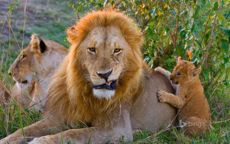 young animal, animal wildlife, mammal, cat, undomesticated cat, group of animals, lion - feline, no people, 1080P, theme, lion cub, lion, outdoors, bing