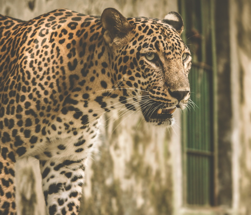 zoo, animal photography, dangerous, vertebrate, leopard, animal wildlife, close-up, 4K, undomesticated cat, looking, whisker, no people, outdoors, day