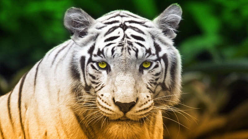 animal, focus on foreground, Ferocious, vertebrate, Abstract, Tiger, cat, undomesticated cat, feline, animal eye, animal head, White Tiger, outdoors, no people