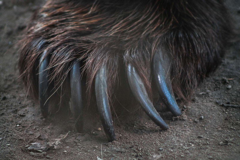 bear, hogweed, sharp, animal wildlife, day, nature, animal body part, livestock, animal, predator, one animal, pets, bear paw, animal themes, mammal, no people