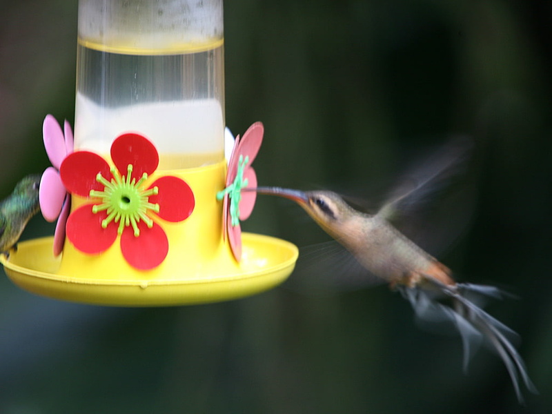 hummingbird, trough, 480P, water, Hd