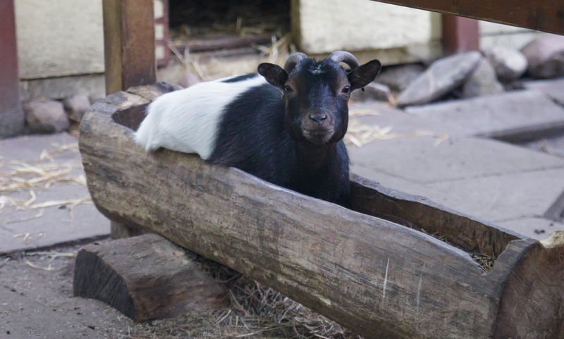 looking at camera, cattle, domestic goat, animal wildlife, domestic animals, farm, pets, wood - material, relaxation, horns, black color, water trough