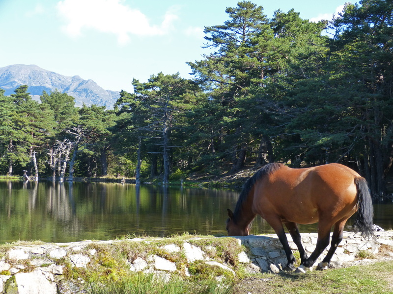 Horse, land, domestic, mammal, Water Trough, nature, watering is, outdoors, animal wildlife, animal, herbivorous, animal themes, bassa doles, domestic animals