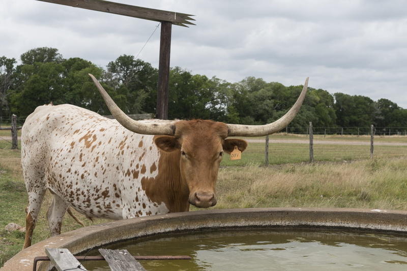 animal themes, ranch, cloud - sky, domestic cattle, plant, outdoors, domestic animals, animal, grass, livestock, tree, one animal, nature, no people, longhorn steer