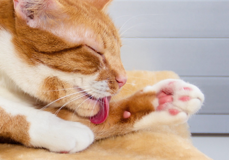 feline, white, clean, indoors, tongue, animal tongue, animal body part, animal themes, fur care, relaxation, sweet, cat, whisker, pets, fur, portrait, vertebrate