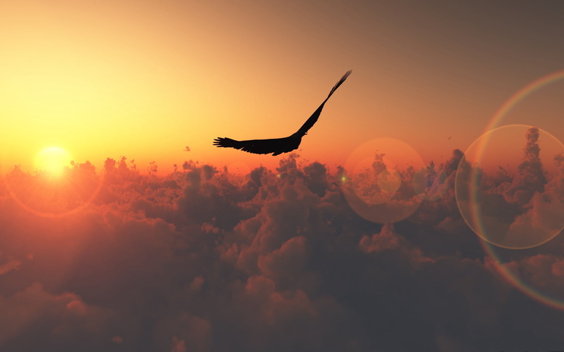 flying, orange Color, flight, tranquility, bird, cloud - Sky, animals in the wild, scenics - nature, air Vehicle, beauty in nature, landscape, illustration