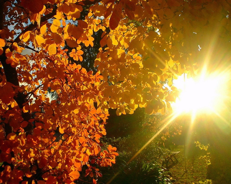 colors, vibrant Color, leafed, gold Colored, beauty In Nature, bright, streaming, lush Foliage, scenics - nature, yellow, patches light, lens Flare, sun
