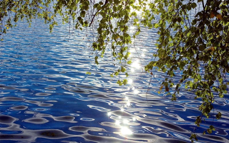 tranquil Scene, plant, rippled, landscape, tree, growth, tranquility, day, leaves, season, blue, environment, water, green Color, nature, forest, pond