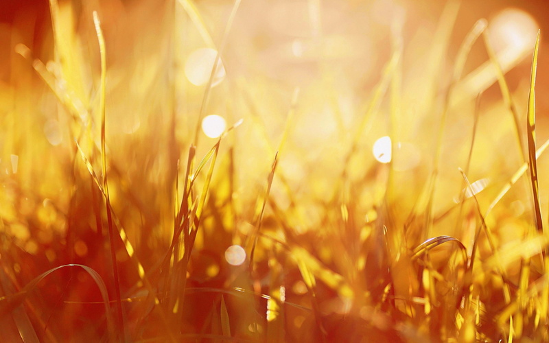 dew, sunlight, bright, springtime, beauty in nature, sun, blade of grass, plant, rural scene, sunset, land, 2K, grass, vibrant color, meadow, summer, defocused