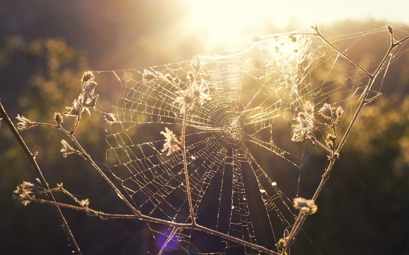 sunlight, green Color, leaf, environment, autumn, morning, web, patches of light, plant, animal, summer, no People, wet, herbs, light, drop, close-up, arachnid