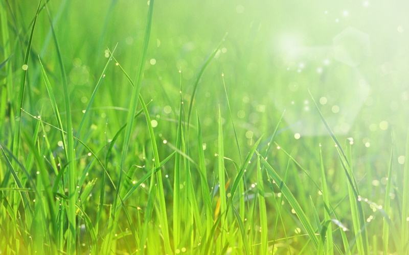 dew, sun, grass, patches of light, 1080P