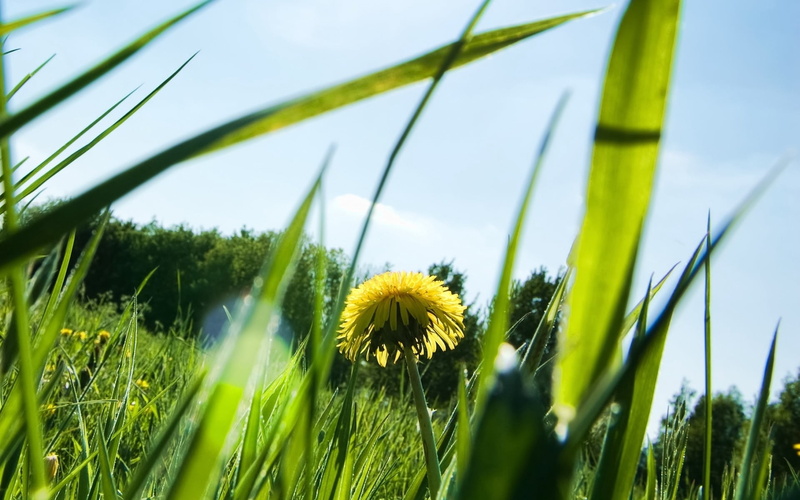 inflorescence, springtime, blue, field, botany, beauty In Nature, summer, seed, scenics, pasture, plant, flower head, petaled, blossom, light, growth, green Color