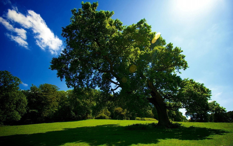scenics - nature, rural Scene, park - Man Made Space, environment, day, cloud - Sky, tree, tranquility, tranquil Scene, patches of light, scenics, 1080P