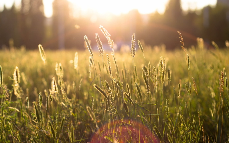 lens flare, bright, selective focus, 720P, modulations, outdoors, day, field, sunlight, plant, grass, sun, tranquility, light, nature, tranquil scene