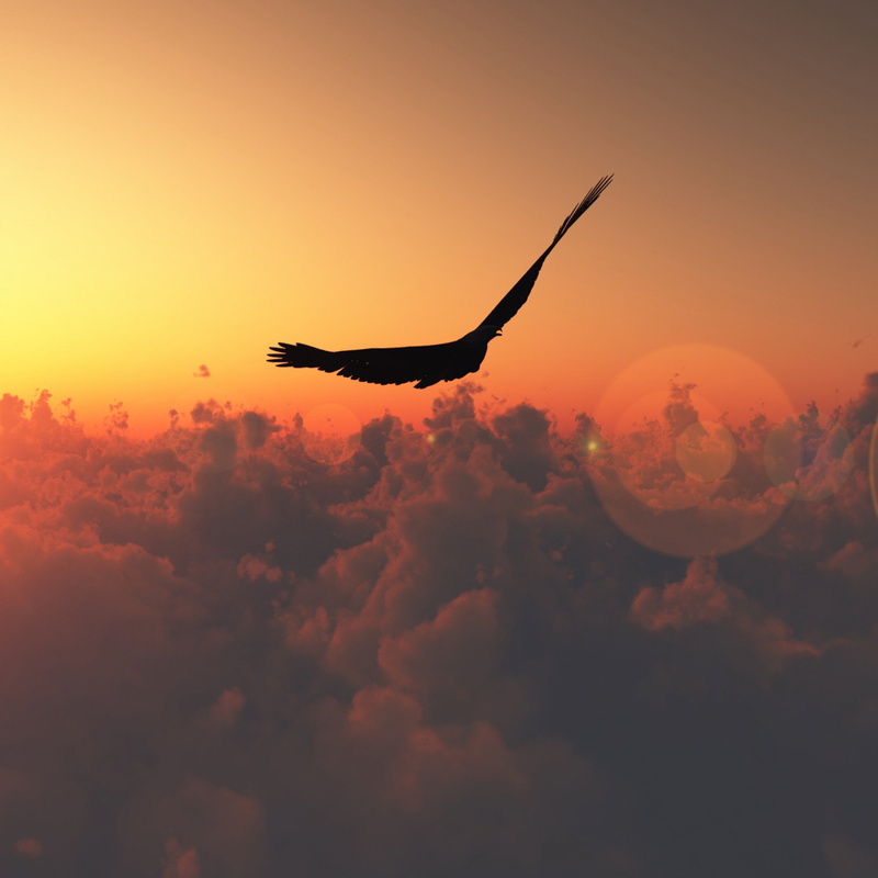 bird, 2K, Patches, of, Height, clouds, Flight, dom, light, sun