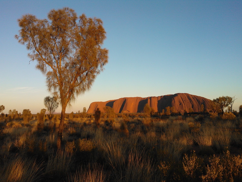 grass, environment, plant, clear sky, Sunrise, tree, 2K, nature, Ayers Rock, semi-arid, uluru, sky, beauty in nature, field, Uluru, no people, blue, landscape