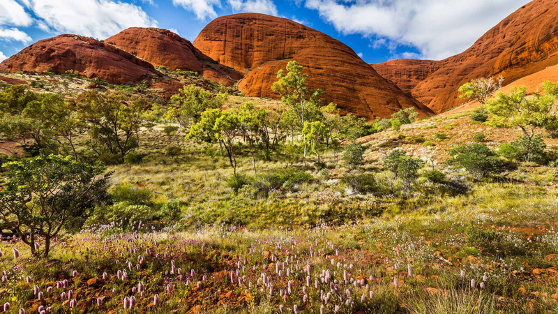 National Park Uluru Kata-Tjuta, Australia, spring, 1080P, rocks