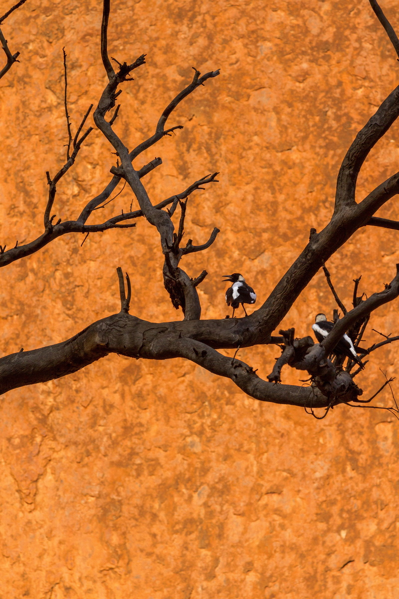 branch, animal, vertebrate, bare tree, nature, uluru-kata tjuta, tree, mammal, animal themes, day, outdoors, non-urban scene, beauty in nature, one animal