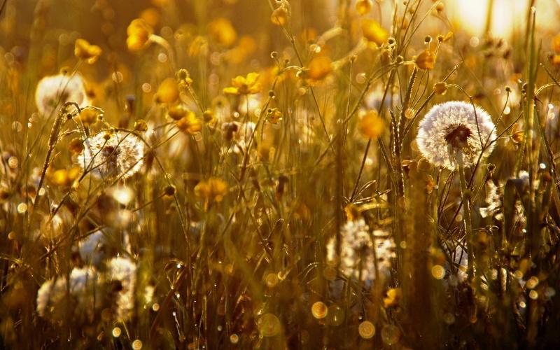 dandelion, backgrounds, season, yellow, scenics, color Image, plain, light, green Color, flower, land, rural Scene, herbs, selective focus, sun, poppy