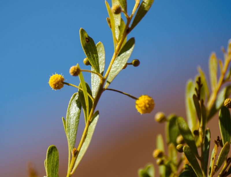 outdoors, bud, agriculture, beauty in nature, 2K, food, no people, nature, growth, clear sky, springtime, freshness, sky, plant part, sunlight, plant