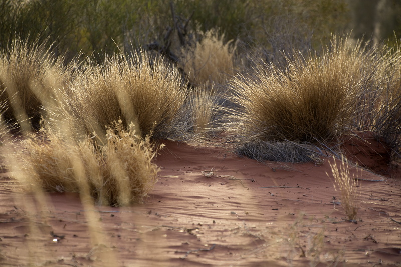 tranquility, plant, water, environment, outdoors, sand, day, 5K, nature, beauty in nature, beach, arid climate, dry, uluru, non-urban scene, no people